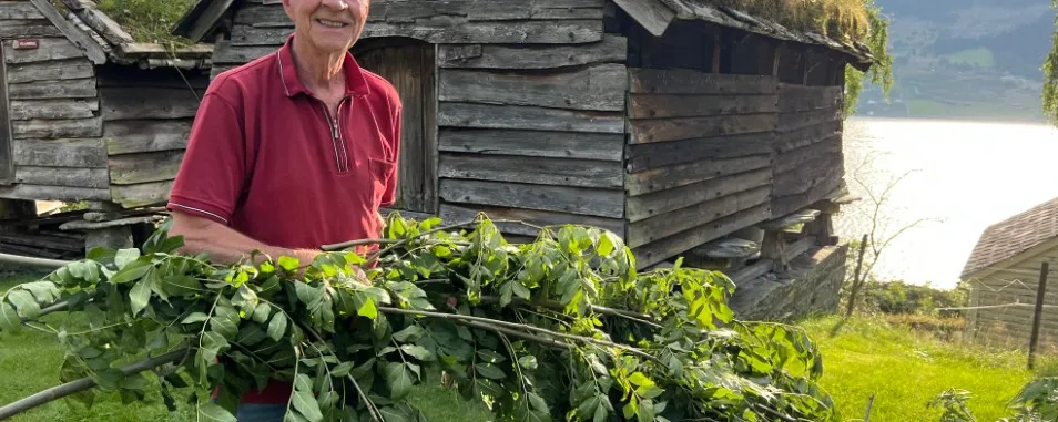 Krotakaker og løvfôrproduksjon