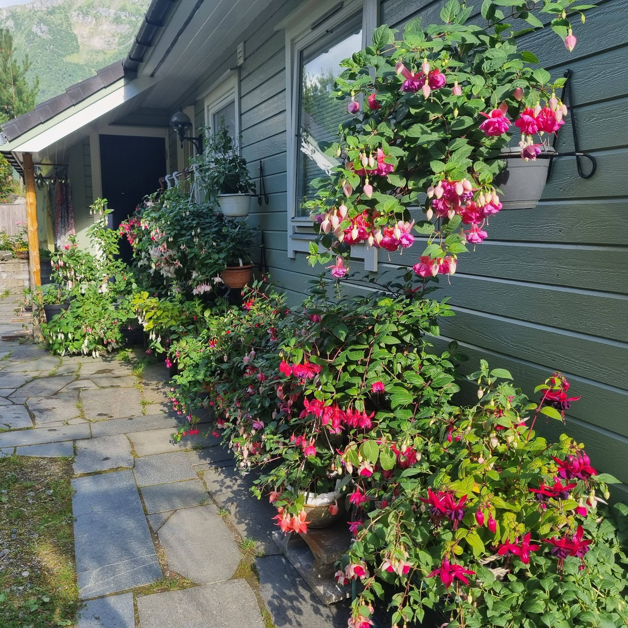 Pelargonia og Fuksia