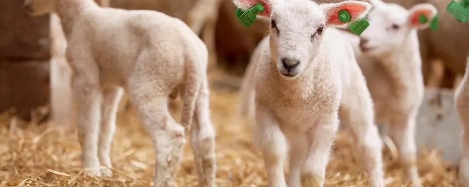 Utflukt til Reisete for å sjå på lam