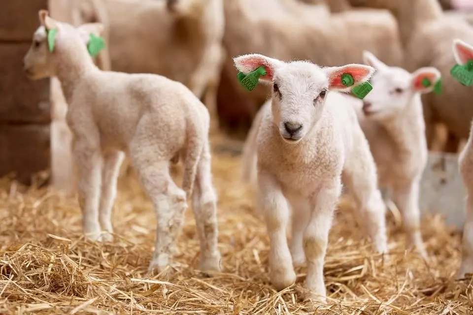 Utflukt til Reisete for å sjå på lam